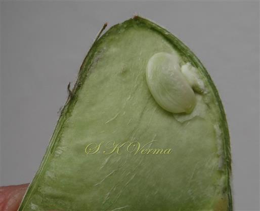  Legume with one subapical seed
